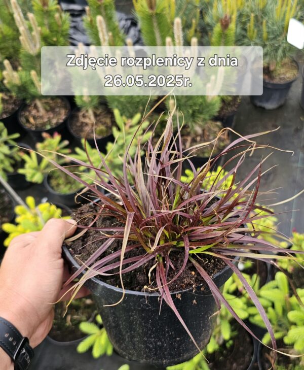 Rozplenica Rubrum - obrazek 2