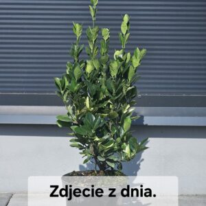 Trzmielina Himalaya