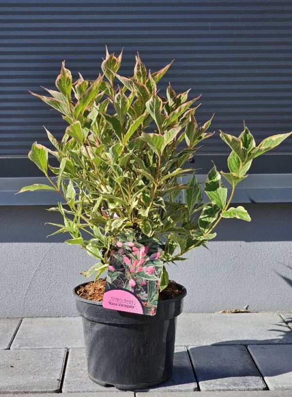 Krzewuszka Nana Variegata