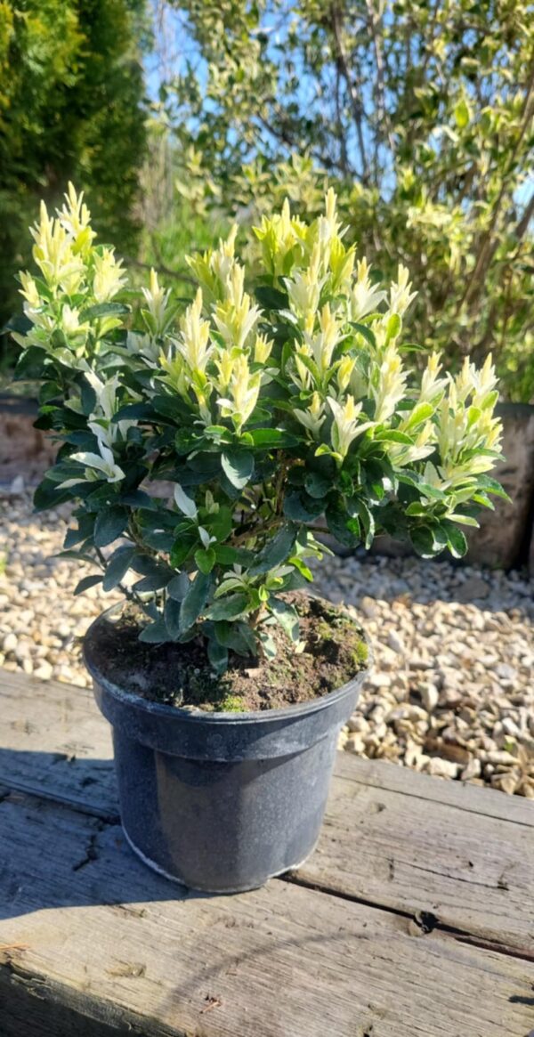 Trzmielina Paloma Blanca