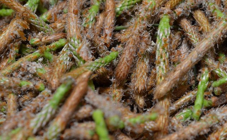Syrop z pędów sosny – naturalny eliksir zdrowia
