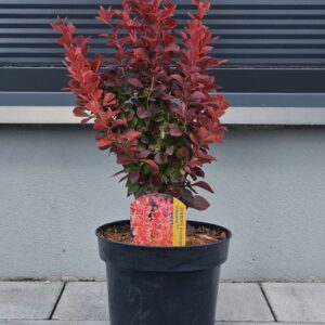Berberys Thunberga 'Vulcano' PBR