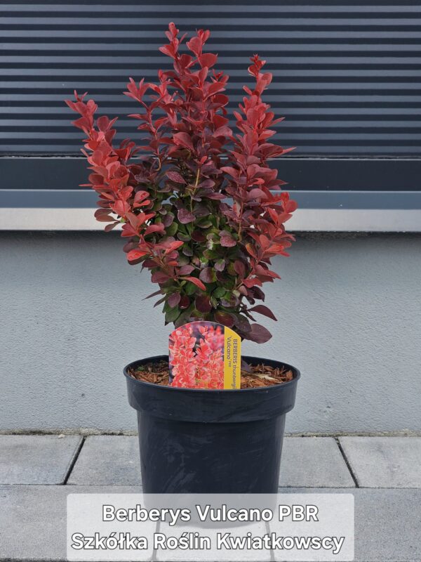 Berberys Thunberga 'Vulcano' PBR