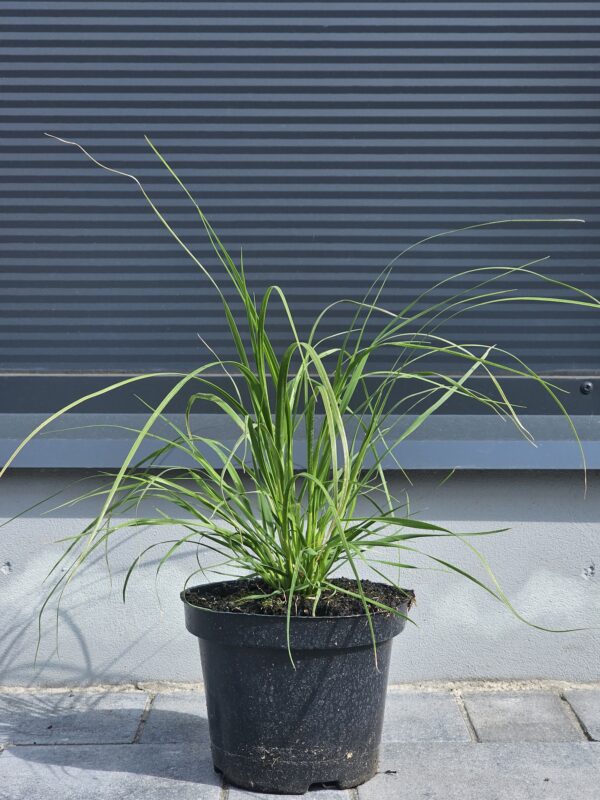 Cortaderia selloana White Plume - Trawa Pampasowa Biała - obrazek 3