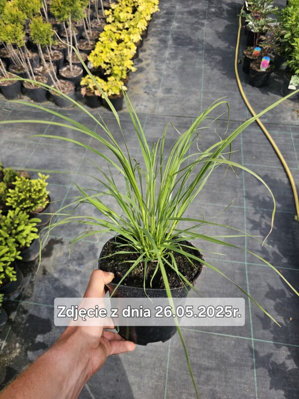 Cortaderia selloana White Plume - Trawa Pampasowa Biała