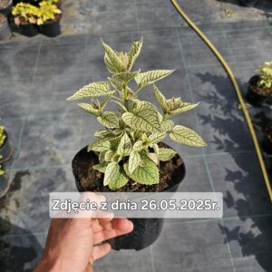 Heliopsis helianthoides Solar Flare