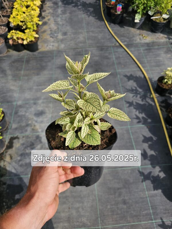 Heliopsis helianthoides Solar Flare