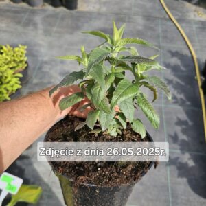 Monarda didyma Balmy Rose
