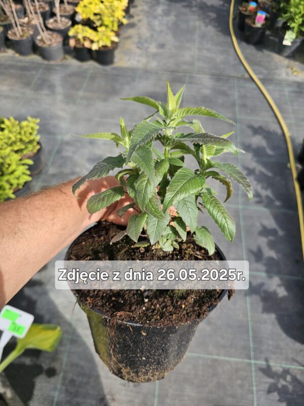 Monarda didyma Balmy Rose