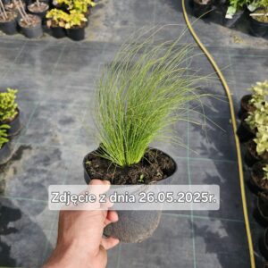 Stipa tenuissima Pony Tails