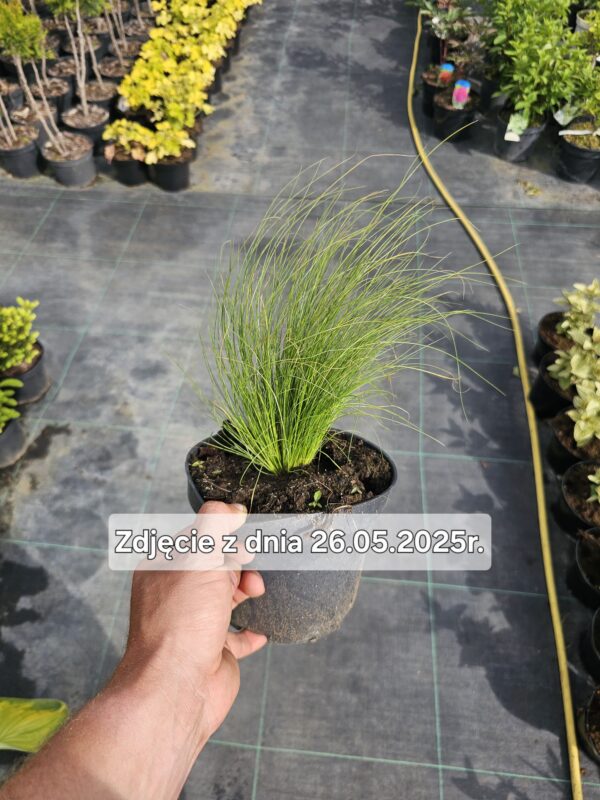 Stipa tenuissima Pony Tails