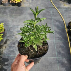 Veronica spicata Anniversary Blue
