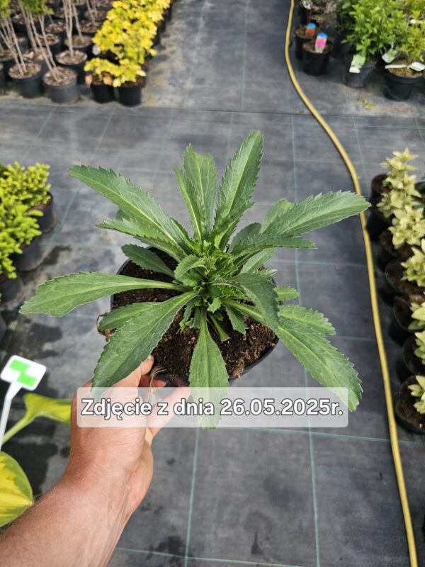 Leucanthemum maximum Banana Cream