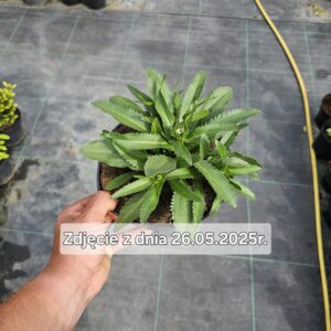 Leucanthemum maximum Ooh La Lagrande