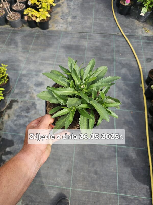 Leucanthemum maximum Ooh La Lagrande
