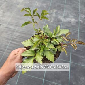Astilbe arendsii Astary Rose Red Shades
