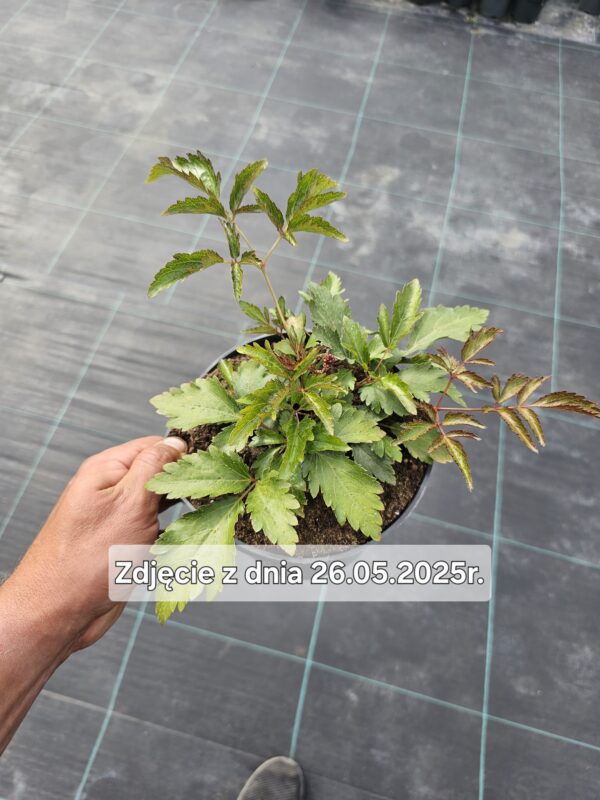 Astilbe arendsii Astary Rose Red Shades