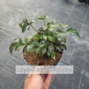 Anemone hupehensis Emmy Deep Rose