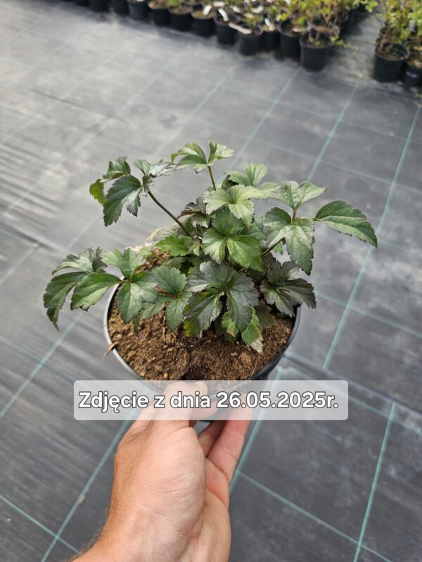 Anemone hupehensis Emmy Deep Rose