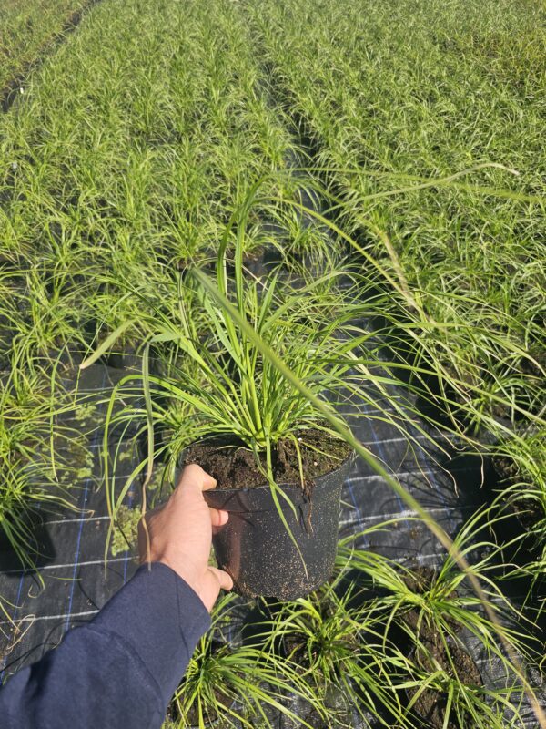 Cortaderia selloana White Plume - Trawa Pampasowa Biała - obrazek 2