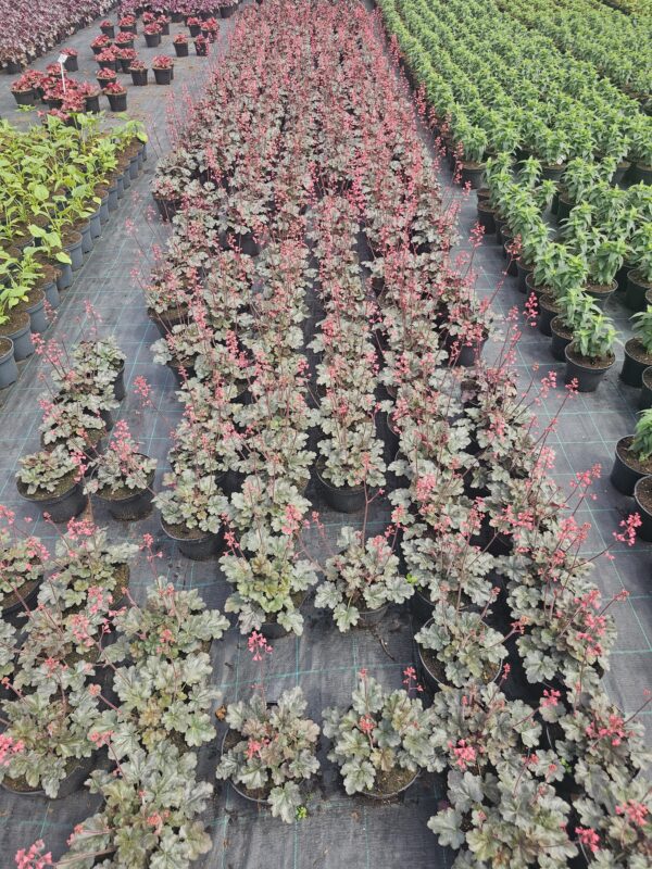 Heuchera villosa Hip Hip Hooray - obrazek 2