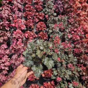 Heuchera villosa Hip Hip Hooray