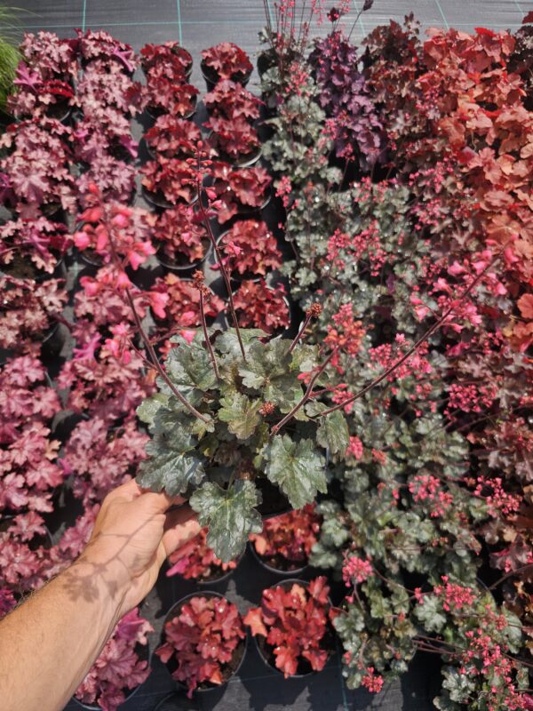 Heuchera villosa Hip Hip Hooray