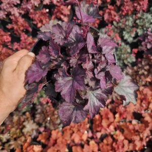 Heuchera villosa Carnival Rose Granita