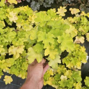 Heuchera villosa Carnival Lime