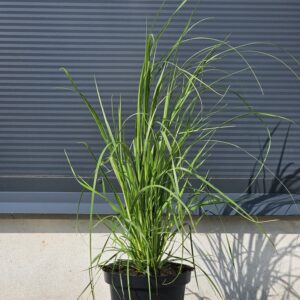 Cortaderia selloana White Plume - Trawa Pampasowa Biała