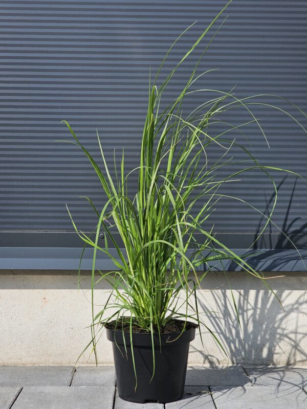 Cortaderia selloana White Plume - Trawa Pampasowa Biała