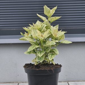 Heliopsis helianthoides Solar Flare
