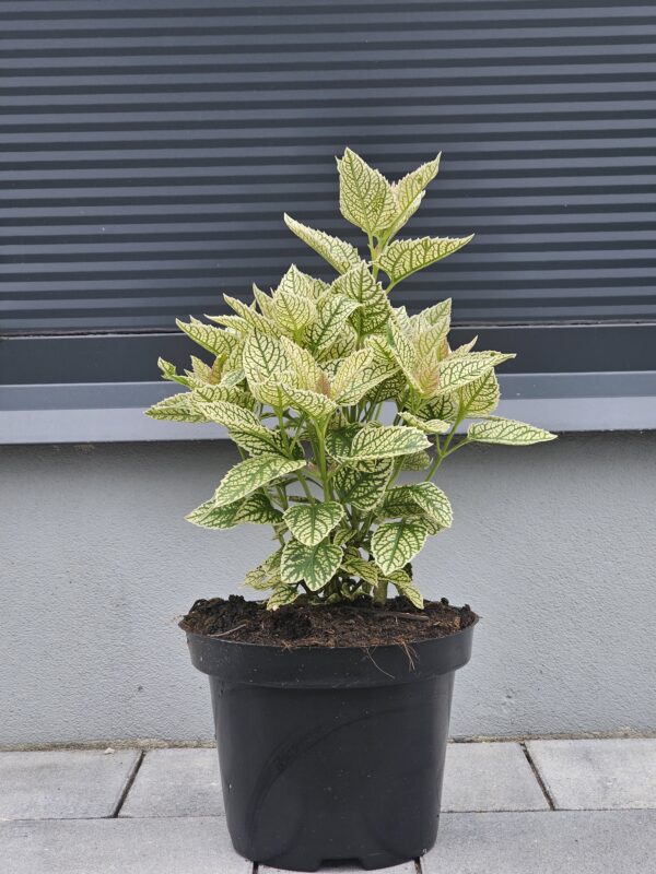 Heliopsis helianthoides Solar Flare