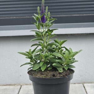 Veronica spicata Anniversary Blue [Przetacznik]