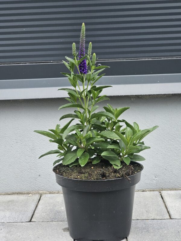 Veronica spicata Anniversary Blue [Przetacznik]