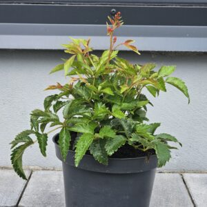 Astilbe arendsii Astary Rose Red Shades [Tawułka Arendsa]