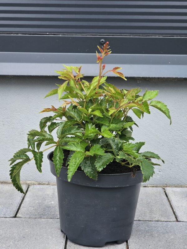 Astilbe arendsii Astary Rose Red Shades [Tawułka Arendsa]