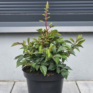 Astilbe arendsii Astary White [Tawułka Arendsa]
