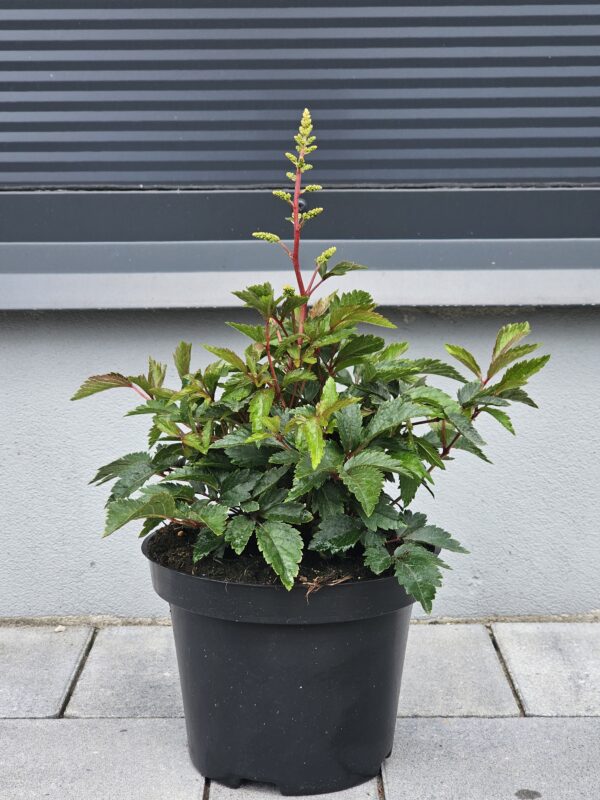 Astilbe arendsii Astary White [Tawułka Arendsa]