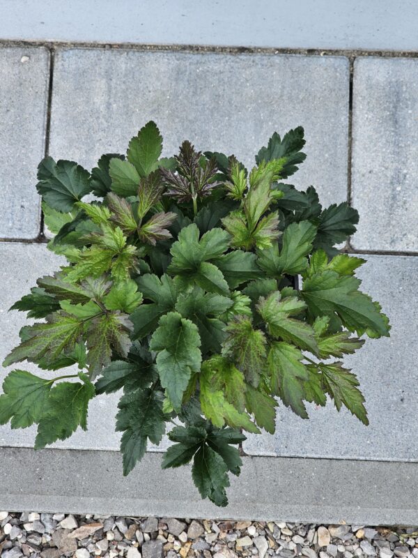Anemone hupehensis Emmy Deep Rose - obrazek 2