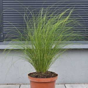 Stipa tenuissima Pony Tails