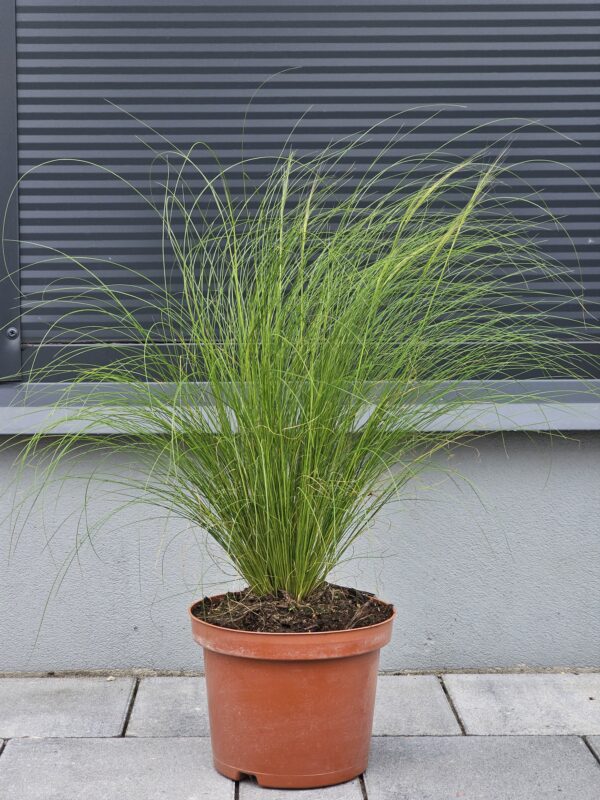 Stipa tenuissima Pony Tails