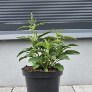 Veronica spicata Anniversary Rose [Przetacznik]