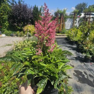 Astilbe arendsii Astary Rose Red Shades [Tawułka Arendsa]