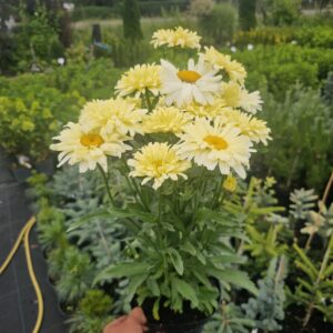 Leucanthemum maximum Banana Cream