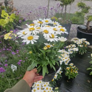 Leucanthemum maximum Ooh La Lagrande
