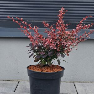 Berberys Thunberga 'Harlequin'