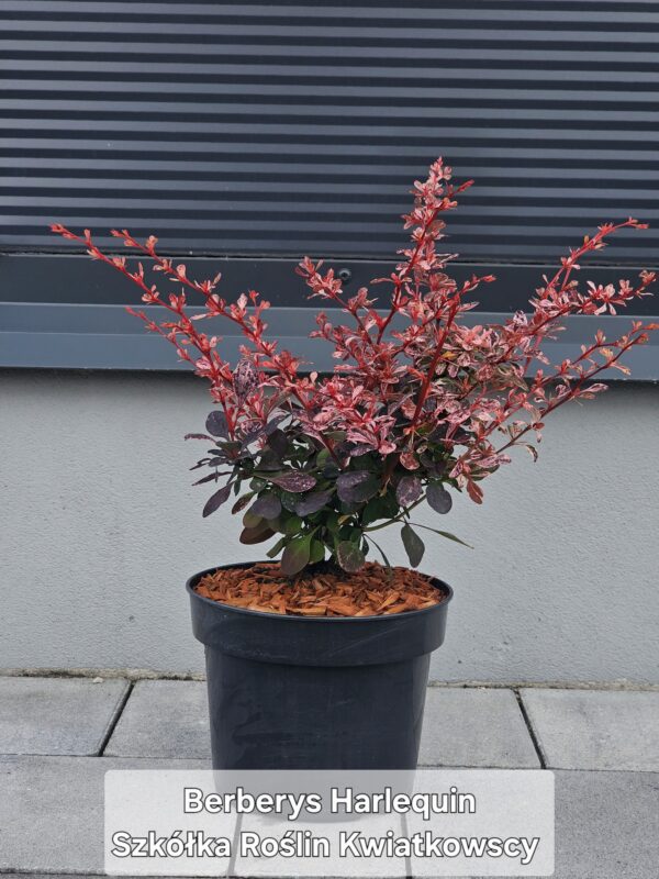 Berberys Thunberga 'Harlequin'