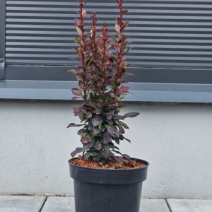 Berberys Thunberga 'Red Torch' PBR
