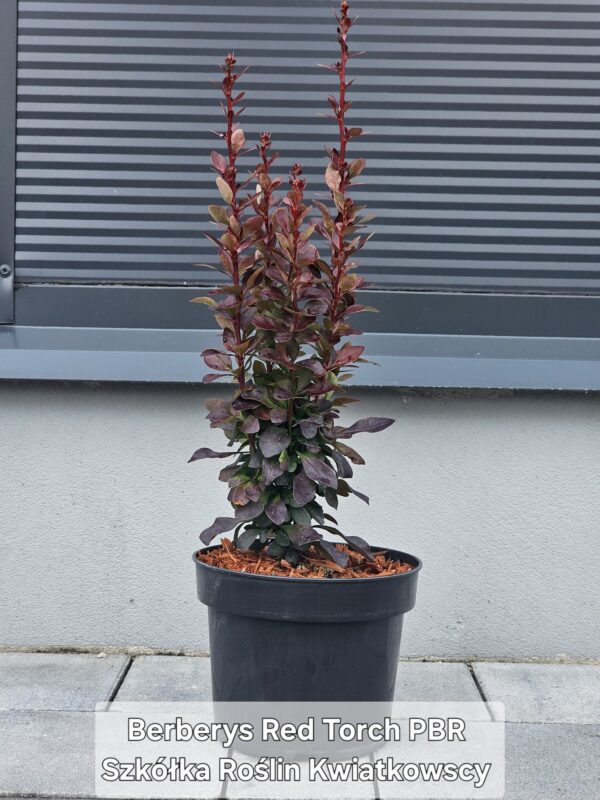 Berberys Thunberga 'Red Torch' PBR